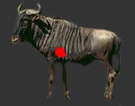 Shot placement Blue wilde beest